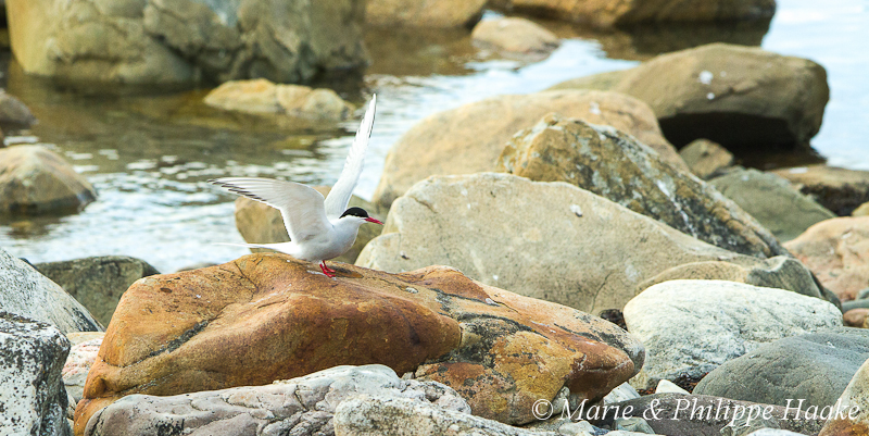 Sterne arctique 2070.jpg - Sterne arctique, Sterna paradisaea, Arctic Tern (Norvège, juin 2012)